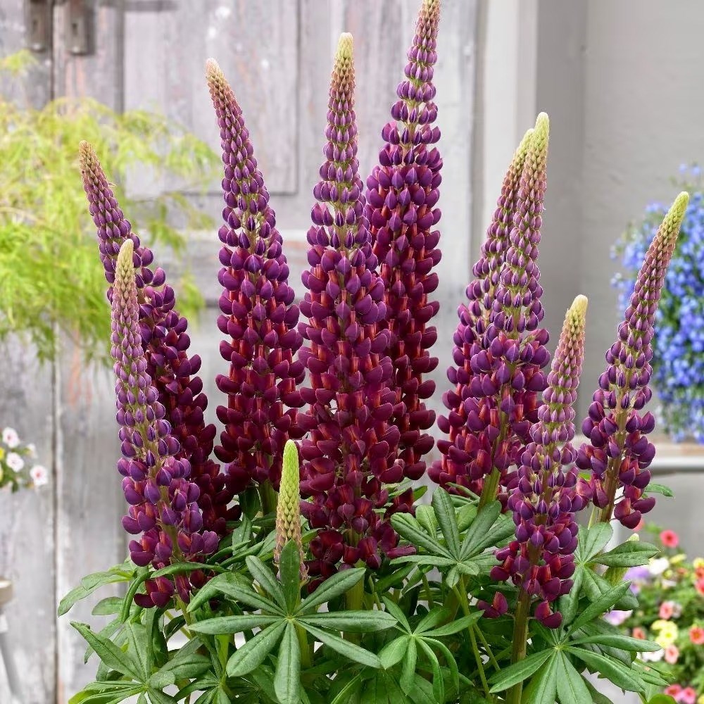 Lupinus Masterpiece | West Country Lupin