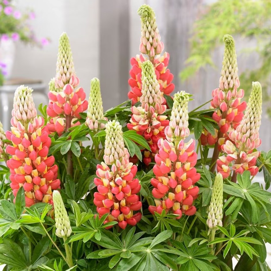 Lupinus 'Tequila Flame' (PBR) | West Country Lupin | 9cm Pot