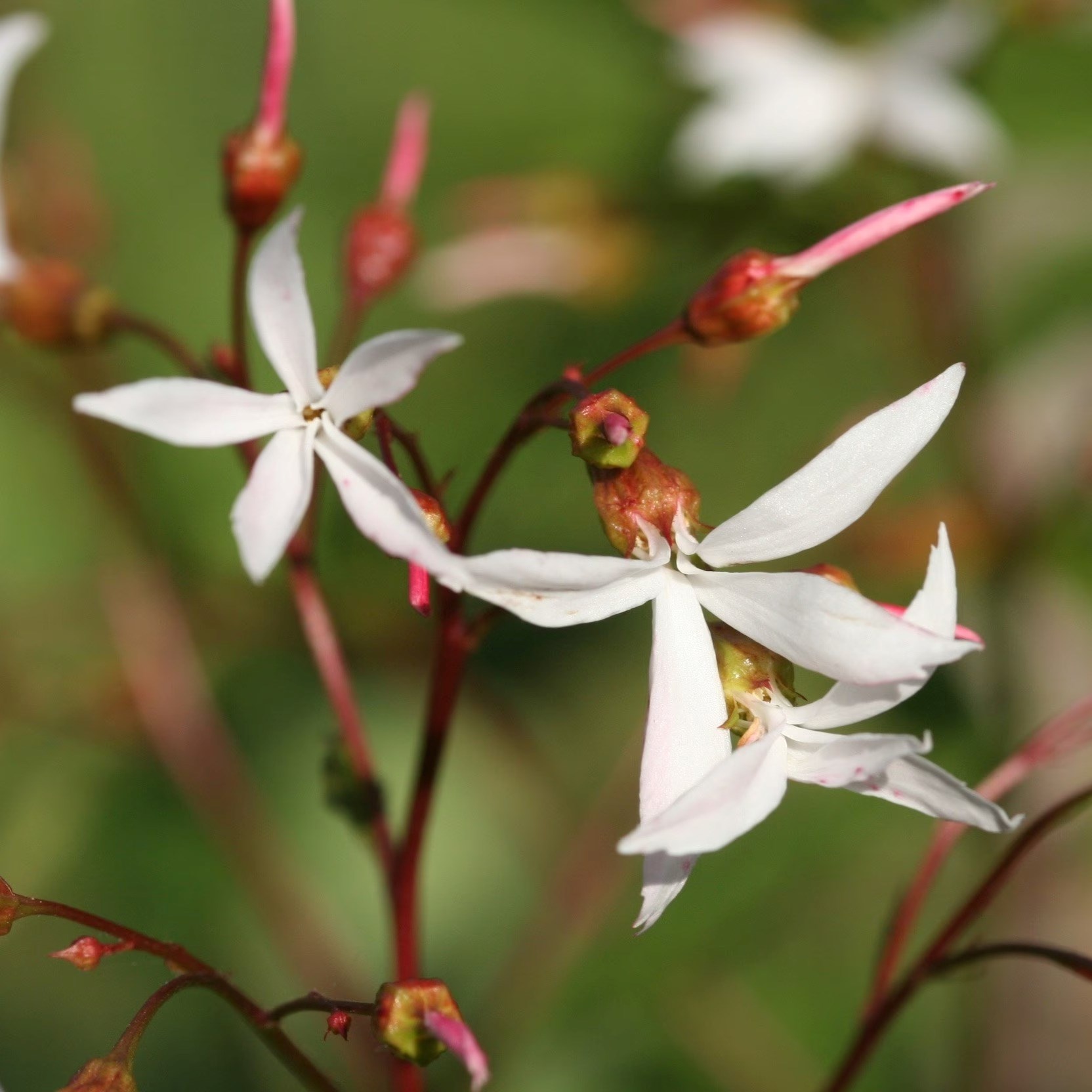 Gillenia Trifoliata | Bowmans Root