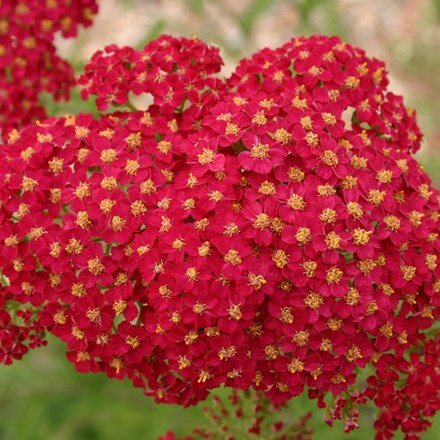 Achillea millefolium 'Red Velvet' | Yarrow |