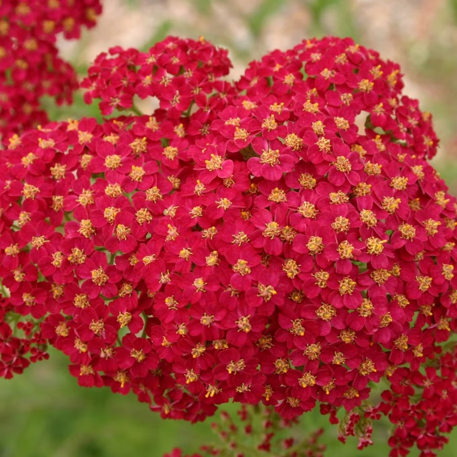 Achillea Millefolium Red Velvet | Yarrow