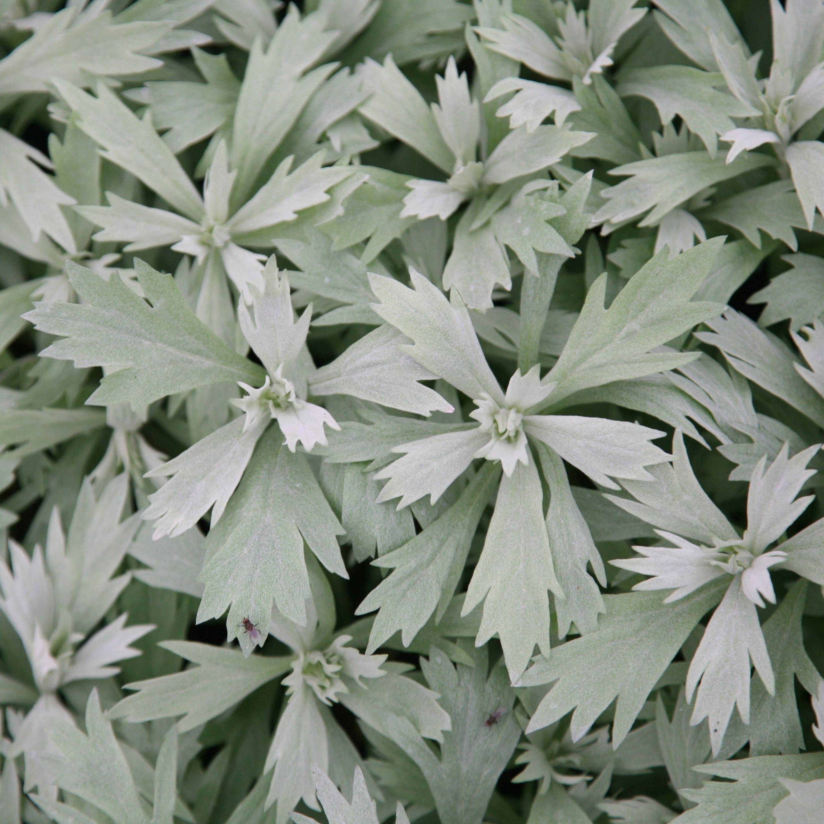 Artemisia Ludoviciana Valerie Finnis | Western Mugwort