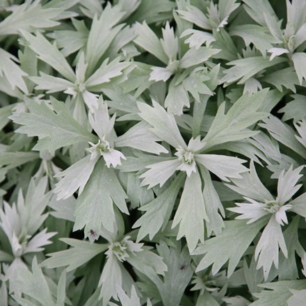 Artemisia ludoviciana 'Valerie Finnis' | Western Mugwort |