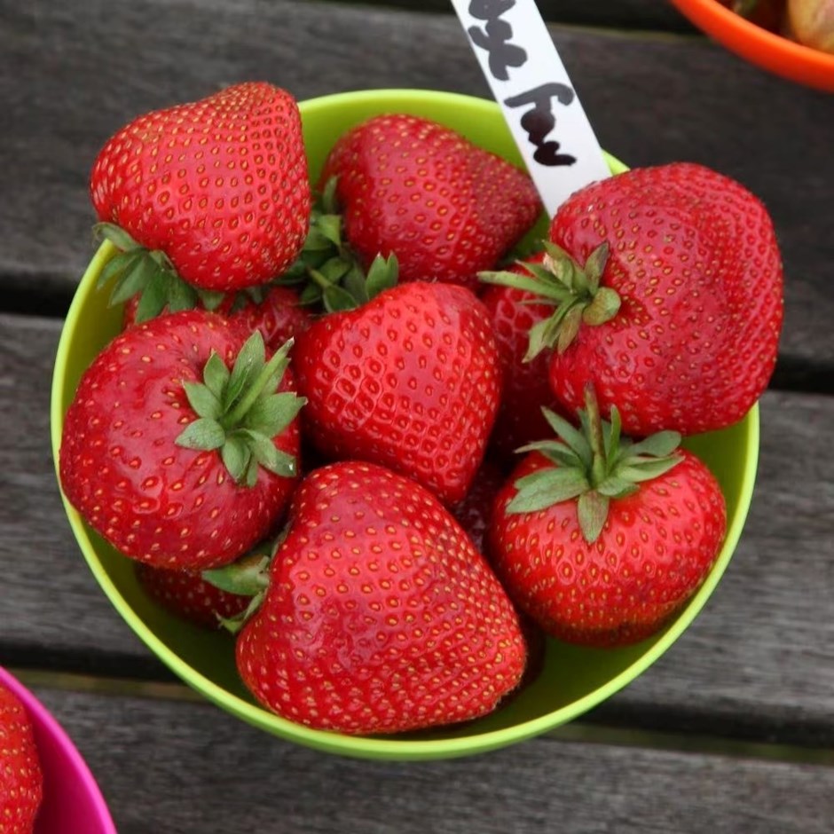 Strawberry Cambridge Favourite | Mid Season Fruiting