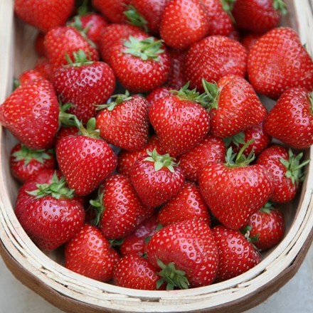 strawberry Albion