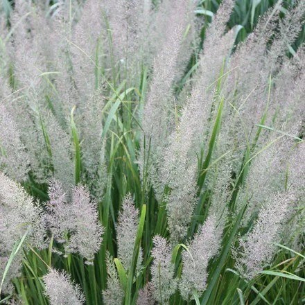 Calamagrostis brachytricha | Korean Feather Reed Grass |