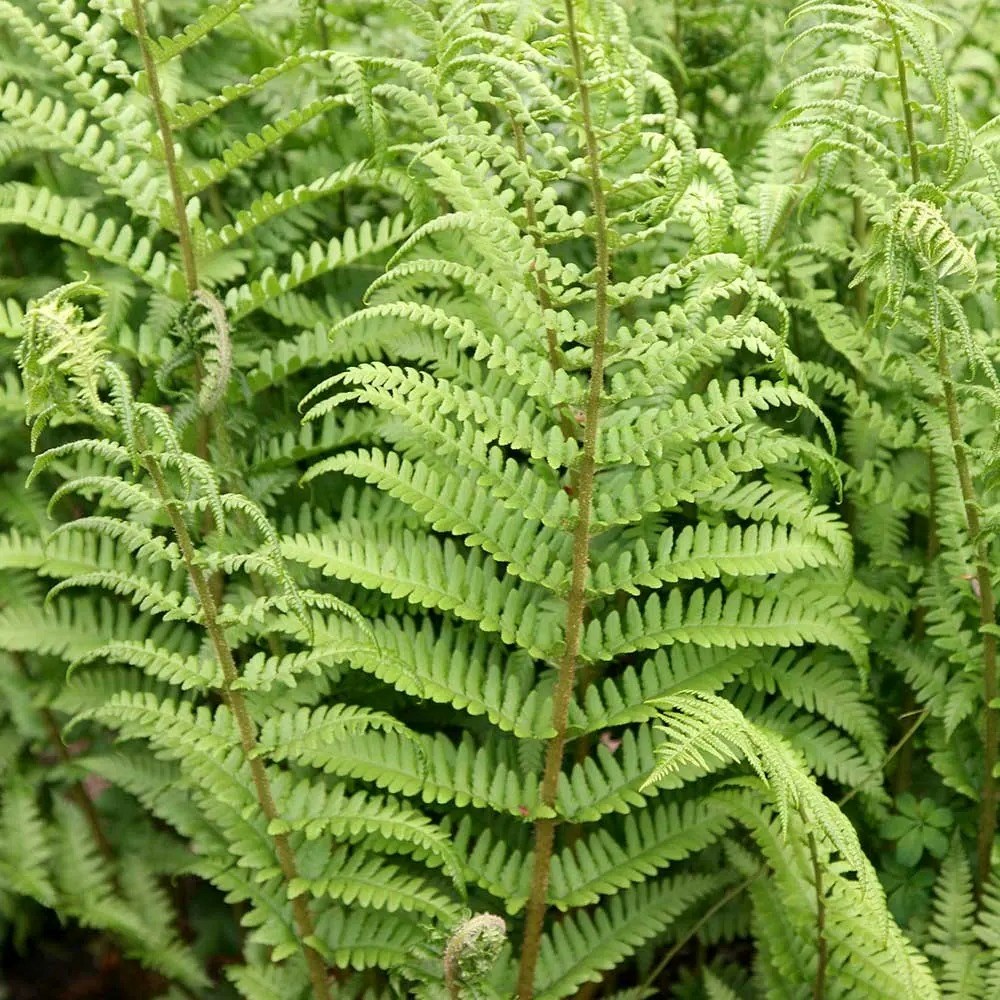 Dryopteris Filix-Mas | Male Fern