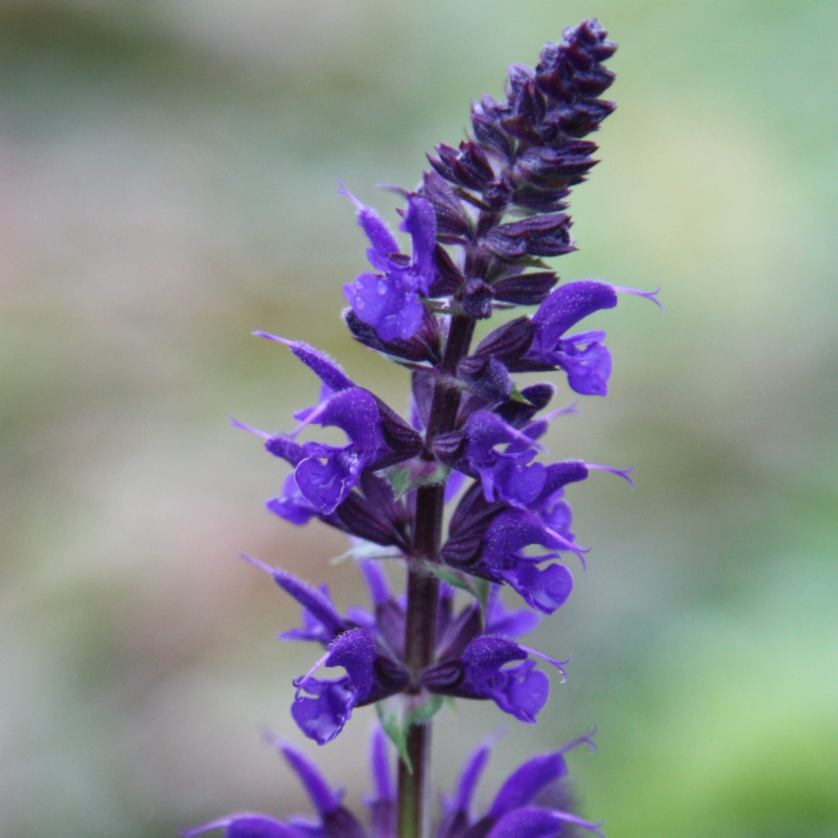 Salvia × Sylvestris Viola Klose | Salvia