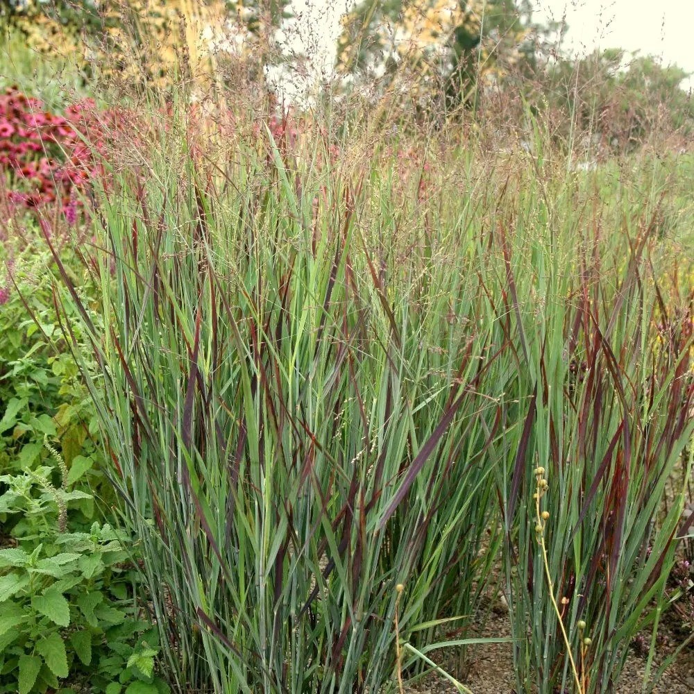 Panicum Virgatum Shenandoah | Switch Grass