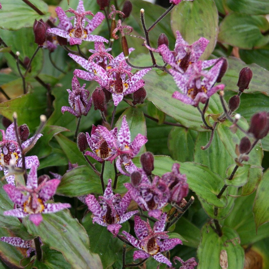 Tricyrtis Formosana Dark Beauty | Toad Lily
