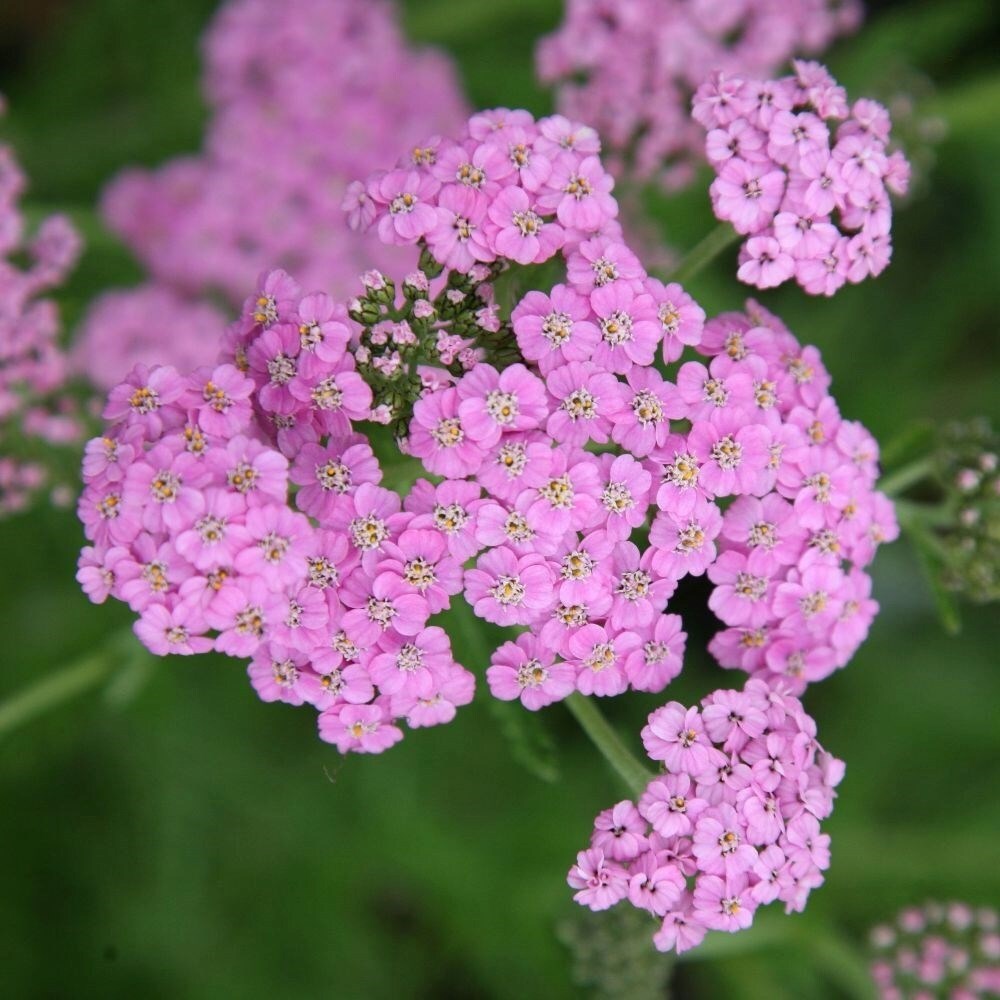 Achillea Millefolium Lilac Beauty | Yarrow