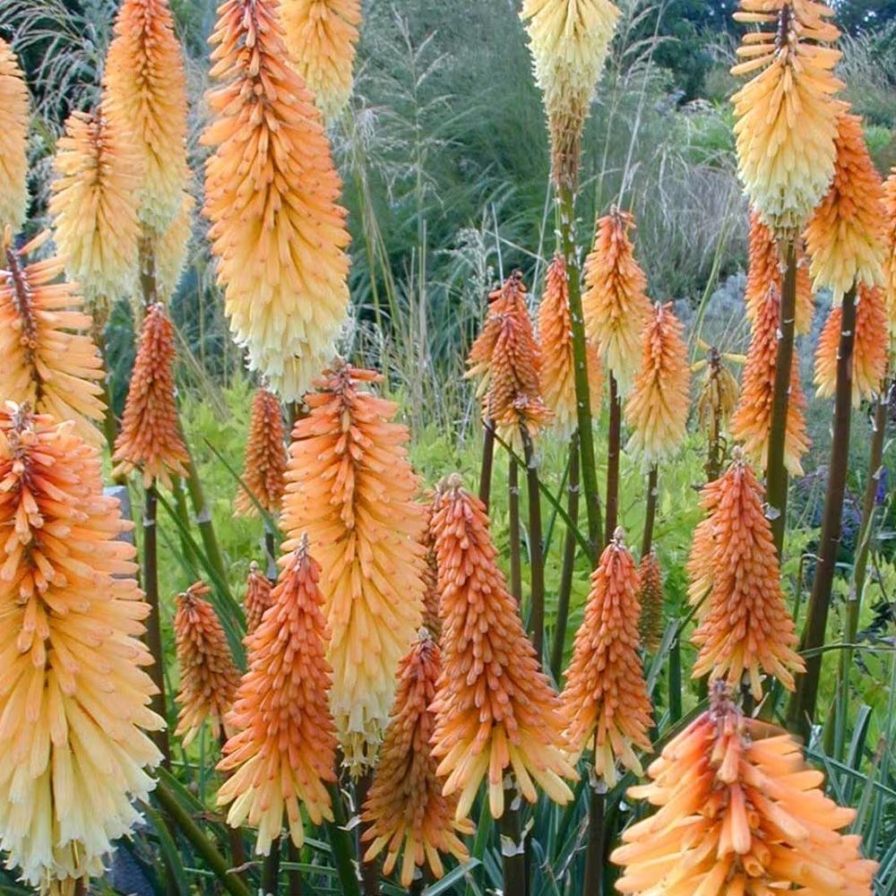 Kniphofia Tawny King | Red Hot Poker