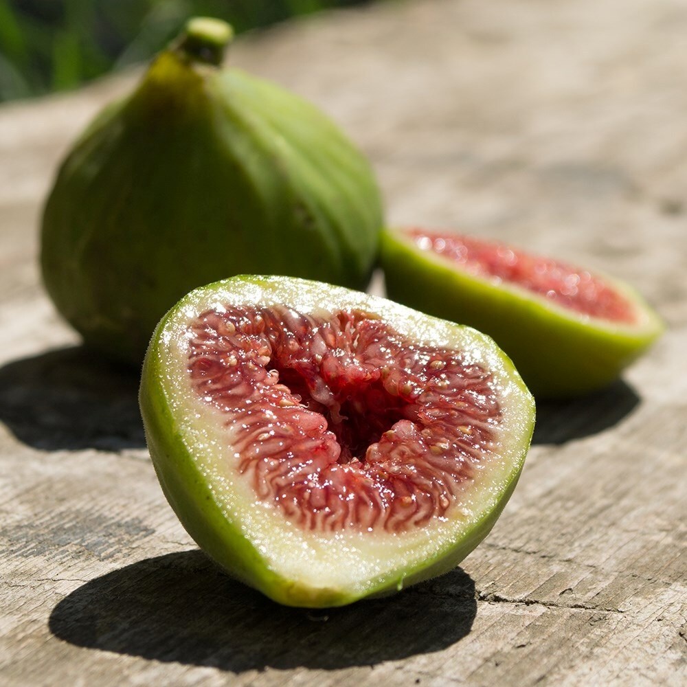 Fig Dalmatie | Ficus Carica