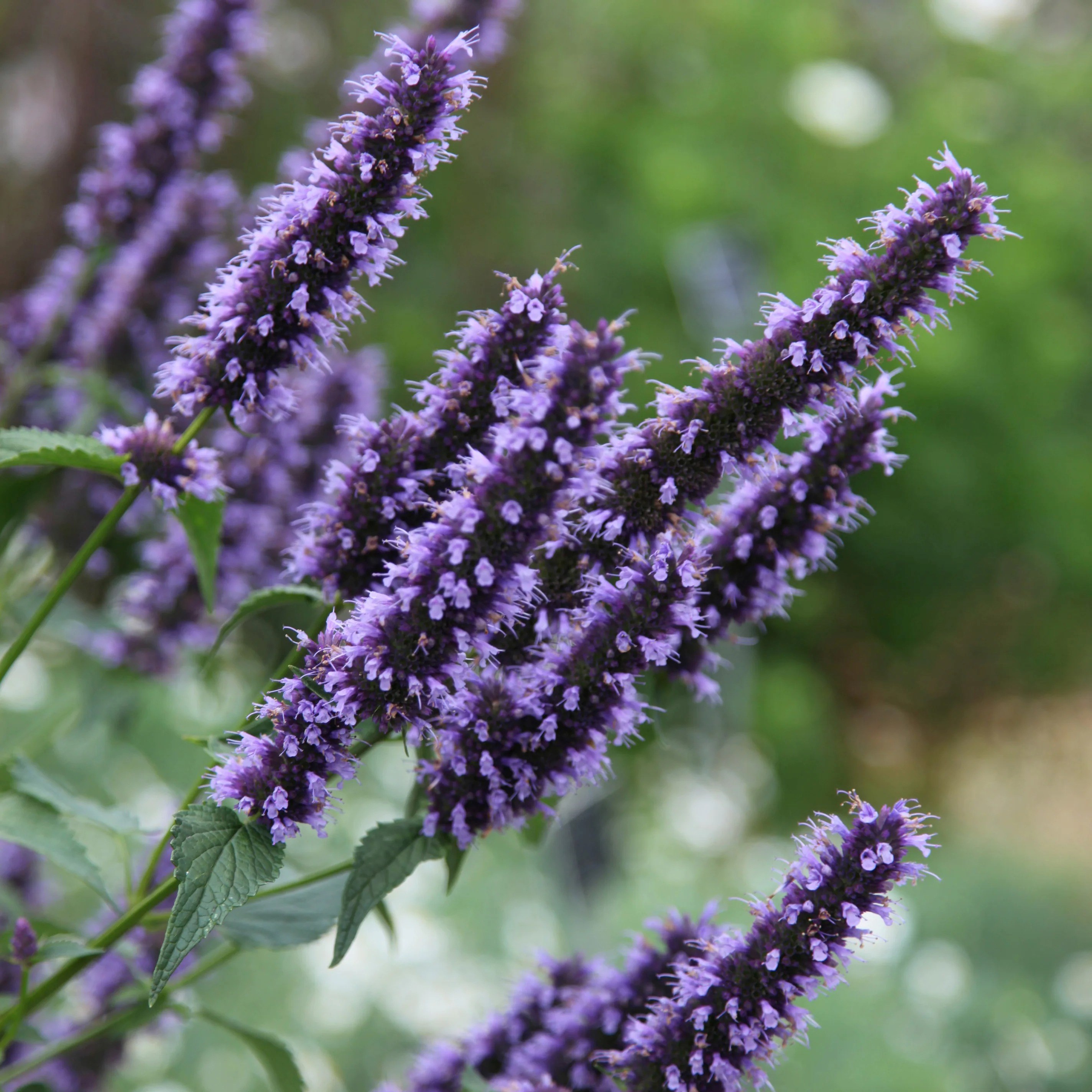Agastache Blackadder | Hyssop