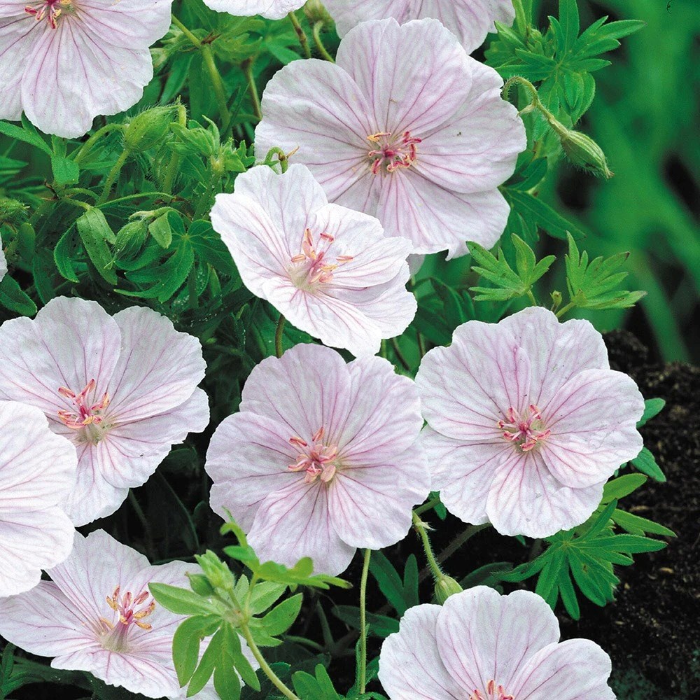 Geranium Sanguineum Var. Striatum | Striped Bloody Cranesbill