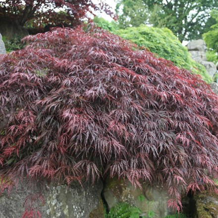 Acer palmatum 'Inaba-shidare' | Japanese Maple |  | 40cm tall