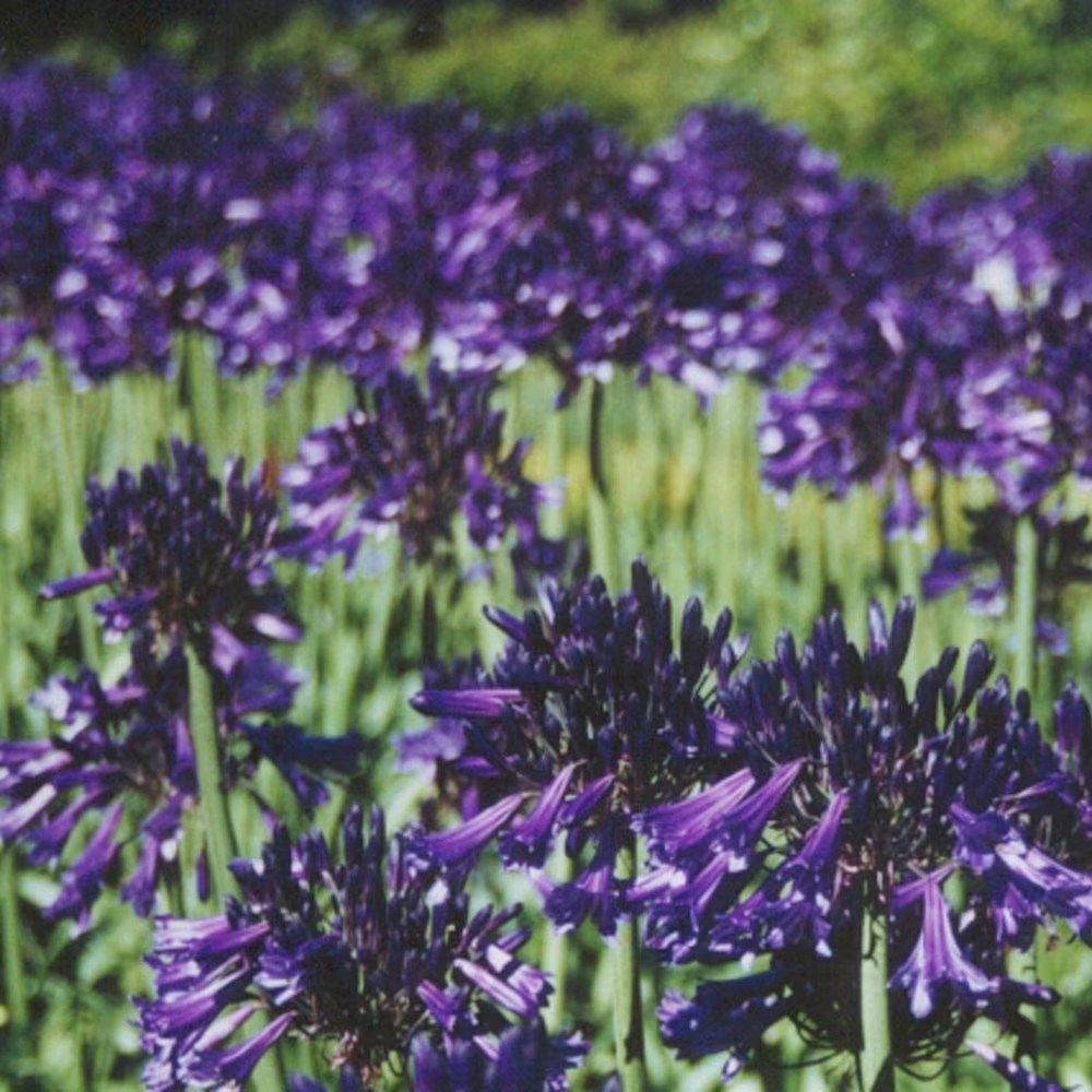 Agapanthus Black Pantha | African Lily