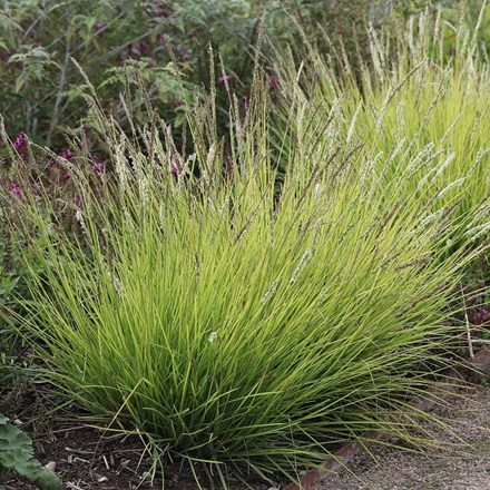 Sesleria autumnalis | Moor Grass |