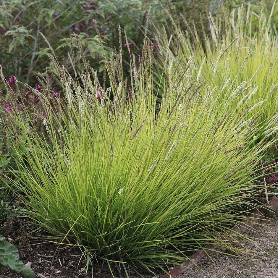 Sesleria Autumnalis | Moor Grass
