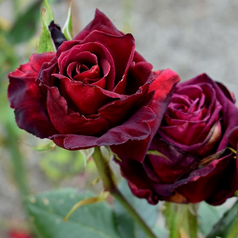 Rosa Black Baccara (Meidebenne) (PBR) | Hybrid Tea Rose | 4L Potted rose