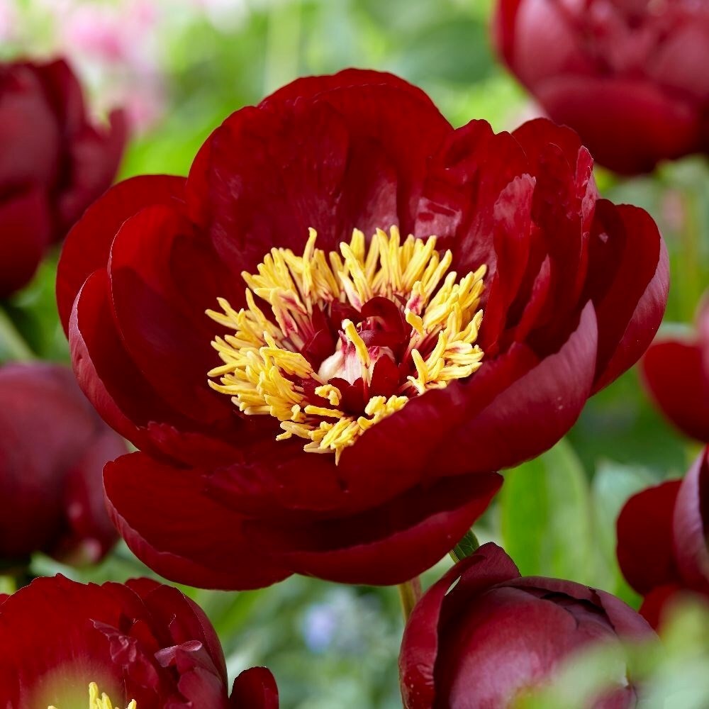 Paeonia Buckeye Belle | Paeony or Peony