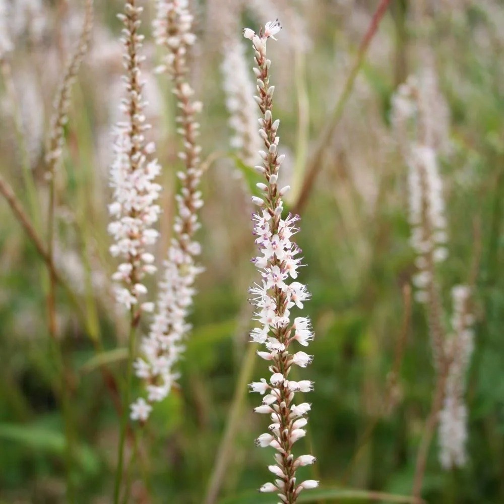 Bistorta Amplexicaulis Alba | Persicaria