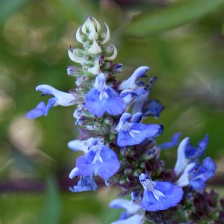 Salvia uliginosa | Bog Sage |