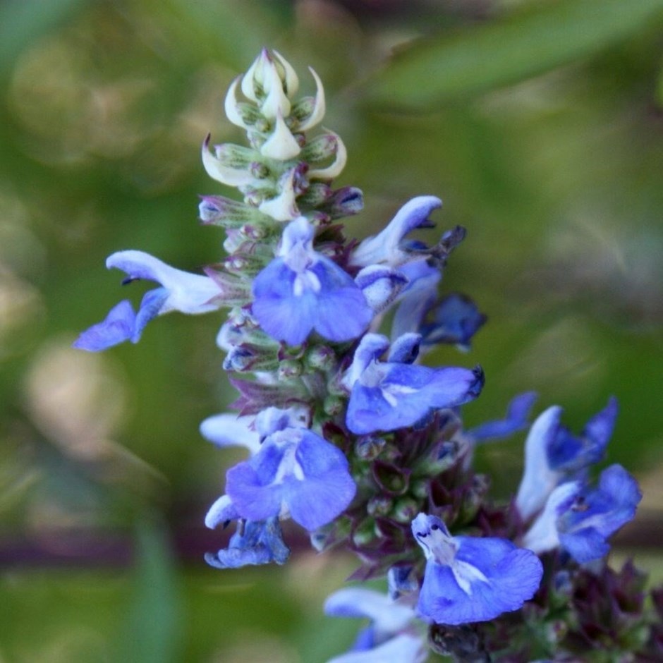 Salvia uliginosa | Bog Sage | 2L Pot