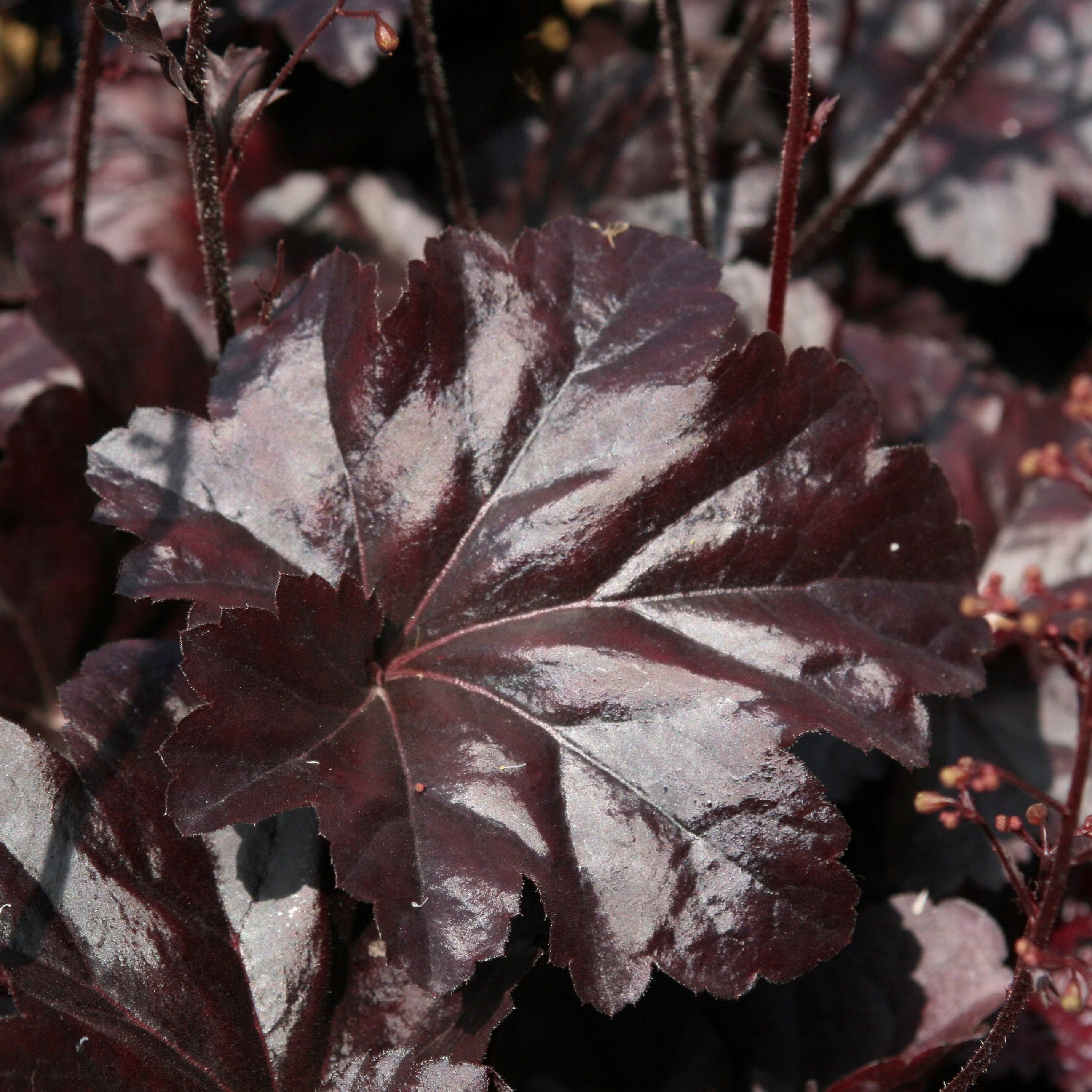 Heuchera Obsidian | Coral Bells