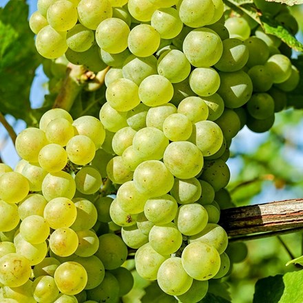Grape Exalta | Grape Vine