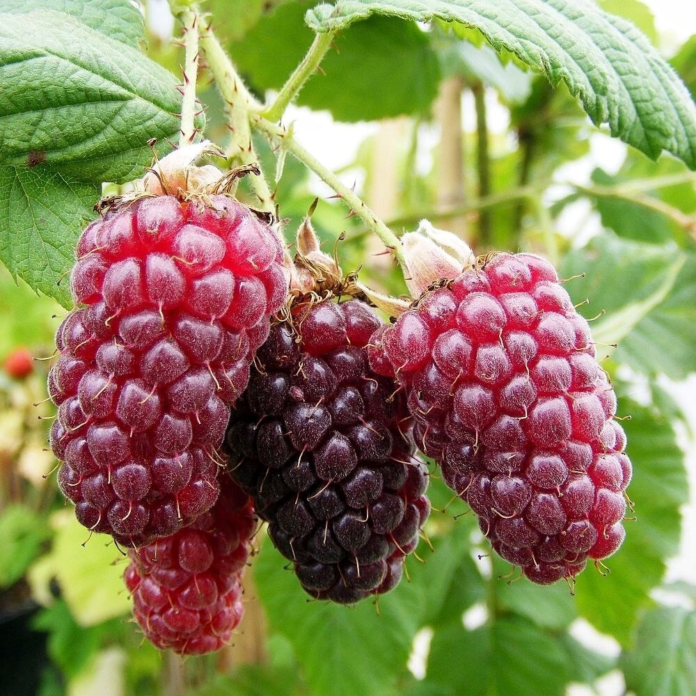 Tayberry Medana
