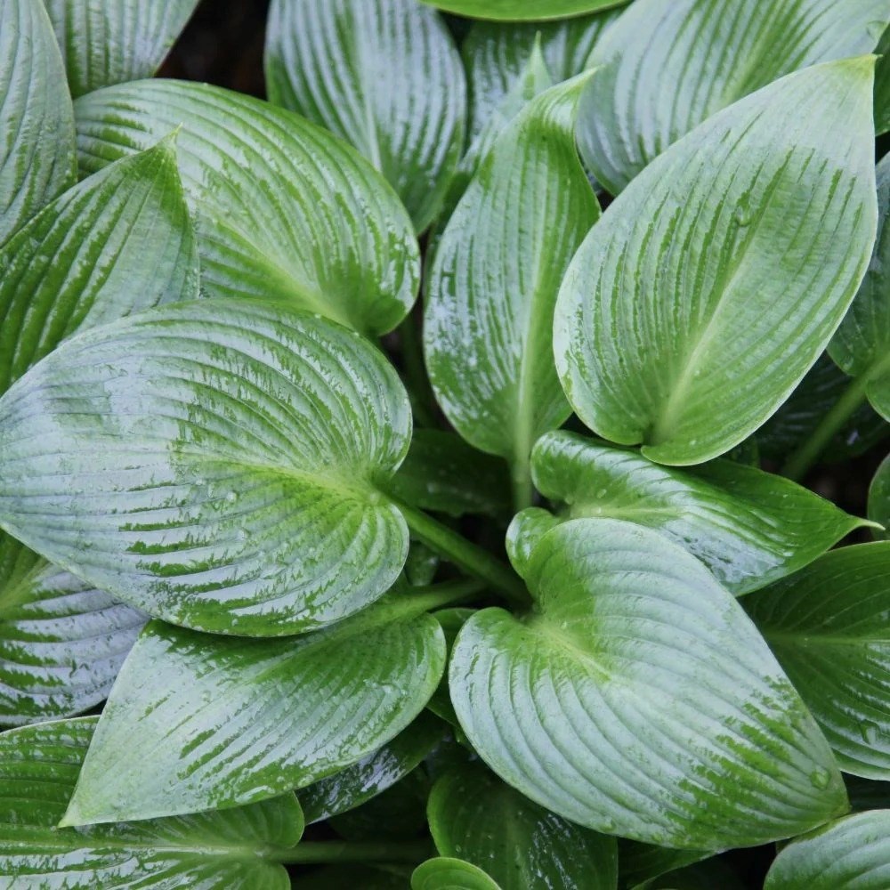 Hosta Devon Green | Plantain Lily