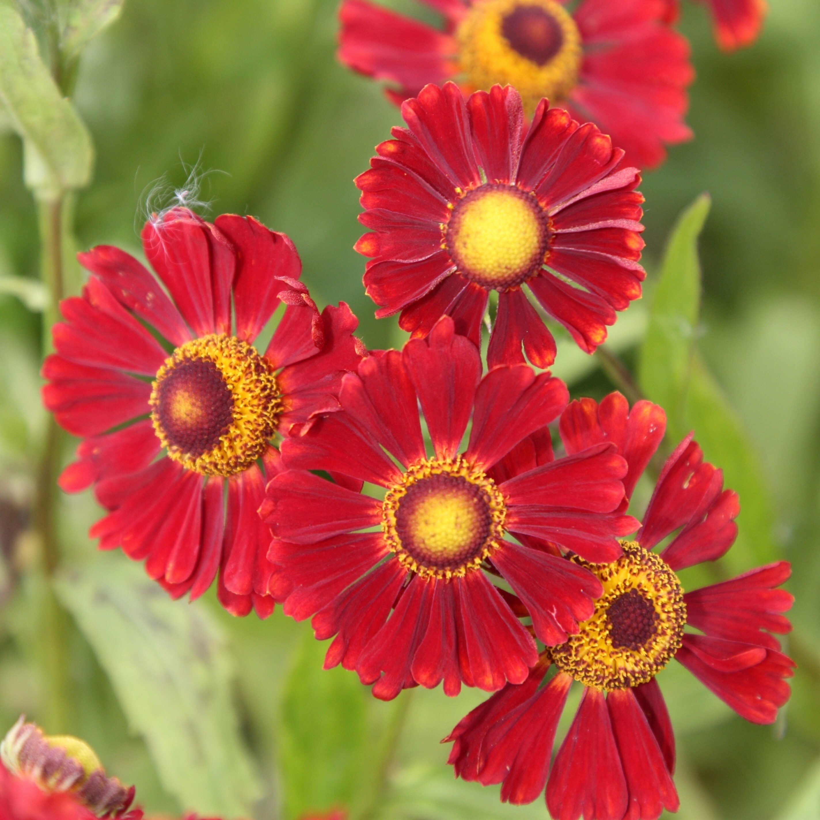 Helenium Ruby Thuesday | Sneezeweed