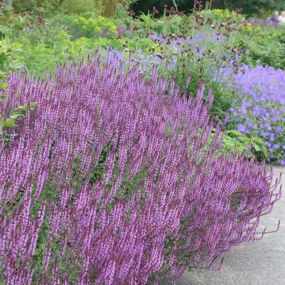 Salvia Nemorosa Amethyst | Balkan Clary