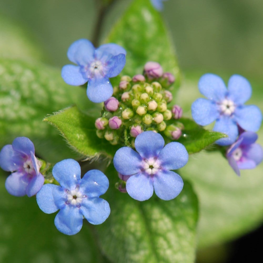 Brunnera Macrophylla Jack Frost | Siberian Bugloss