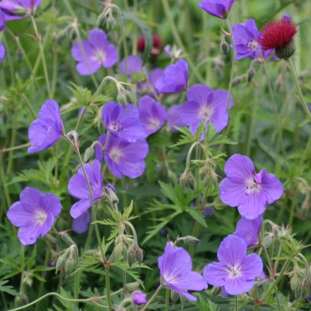 Geranium Orion | Cranesbill