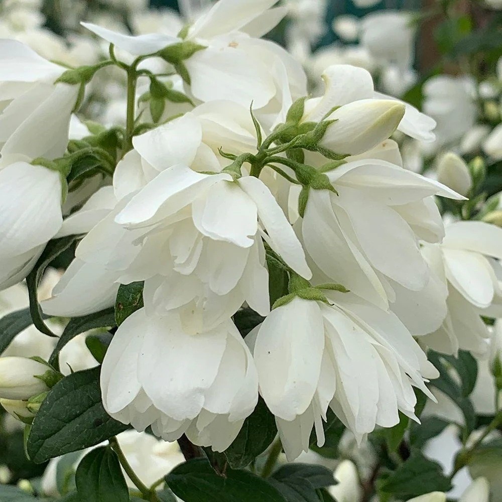 Philadelphus Snowbelle | Mock Orange