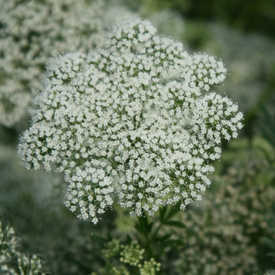 Cenolophium Denudatum | Baltic Parsley