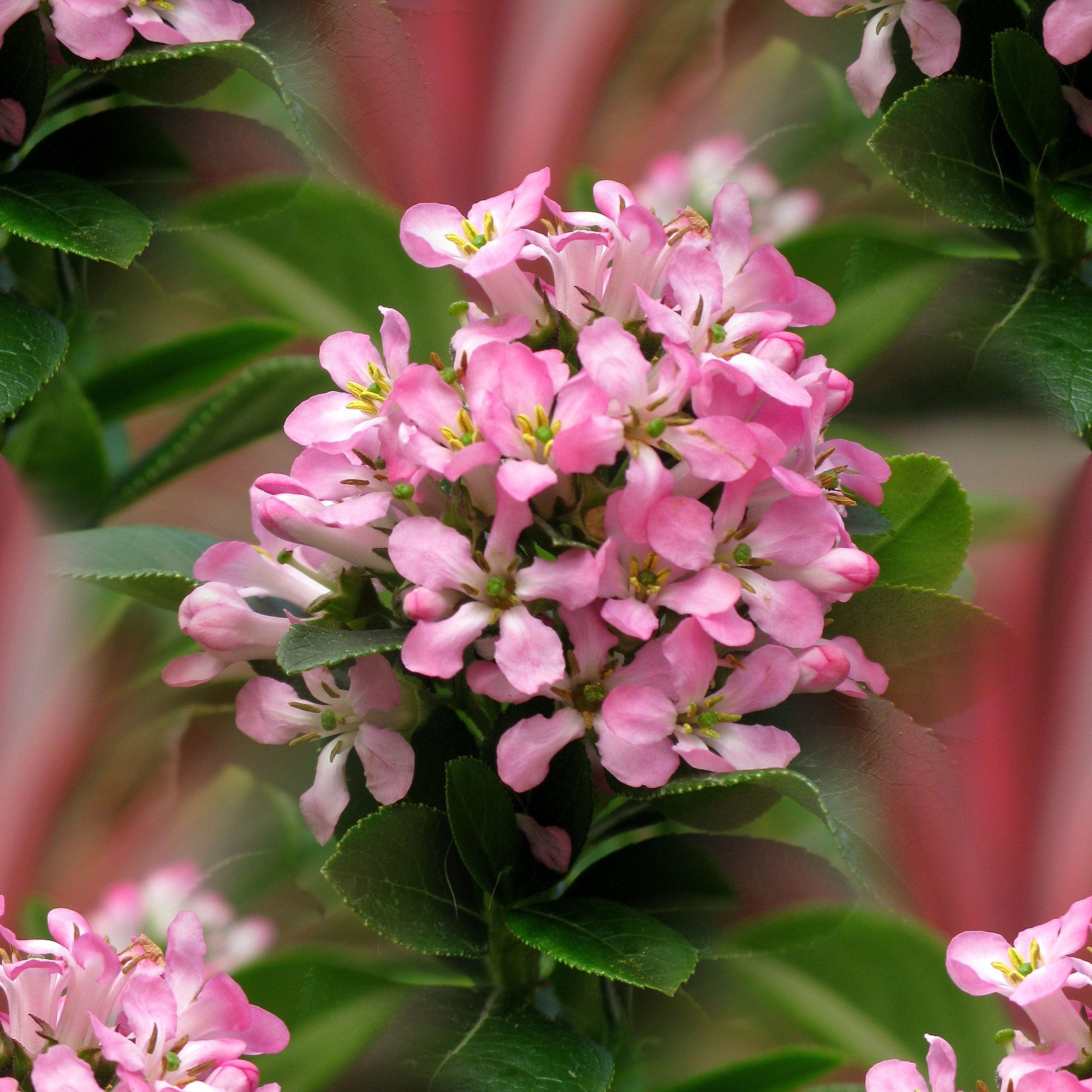 Escallonia Laevis Pink Elle