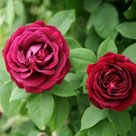 Rosa 'Souvenir du Docteur Jamain' | Climbing Rose |
