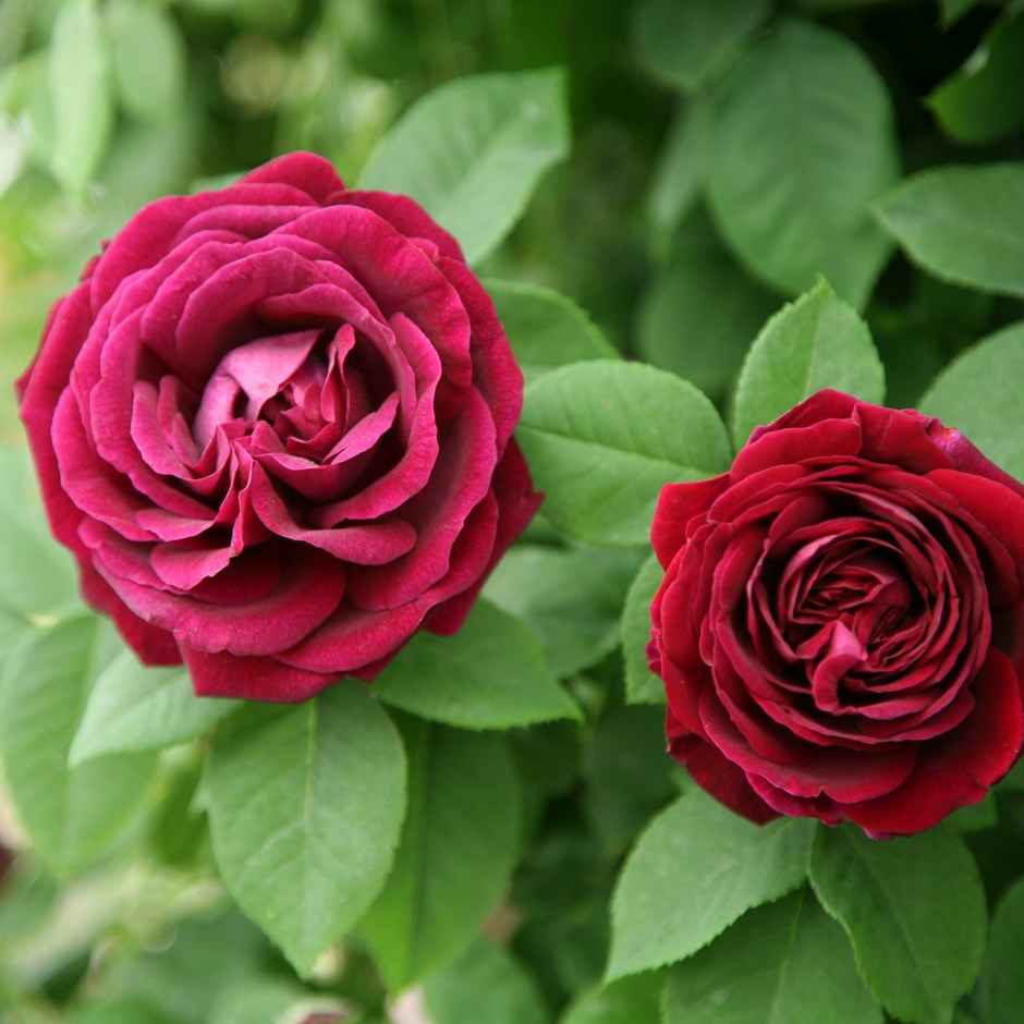 Rosa Souvenir Du Docteur Jamain | Climbing Rose