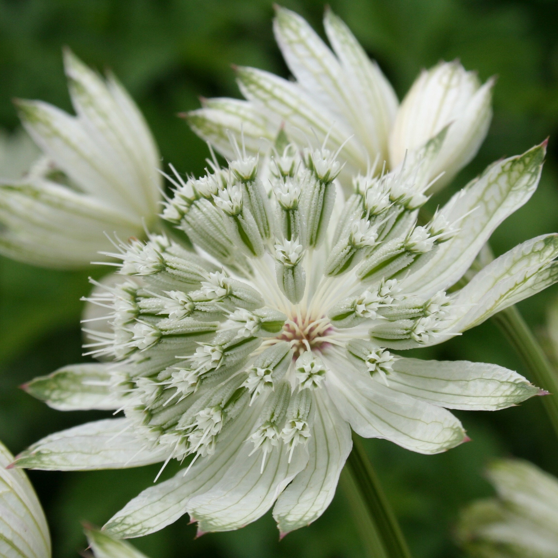 Astrantia Major Large White | Masterwort
