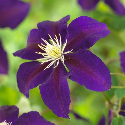 Clematis The Vagabond | Early Large Flowered Clematis