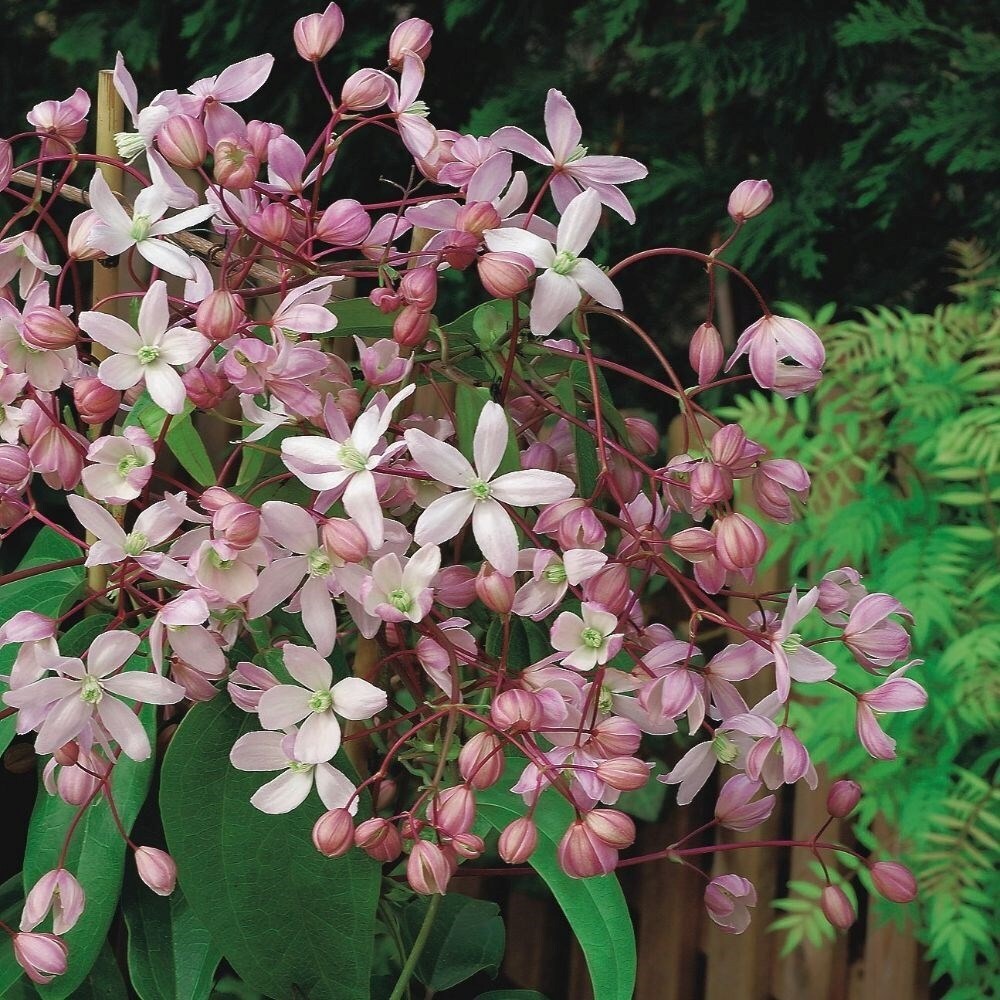 Clematis Hendersonii Rubra