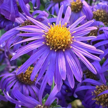 Aster amellus King George