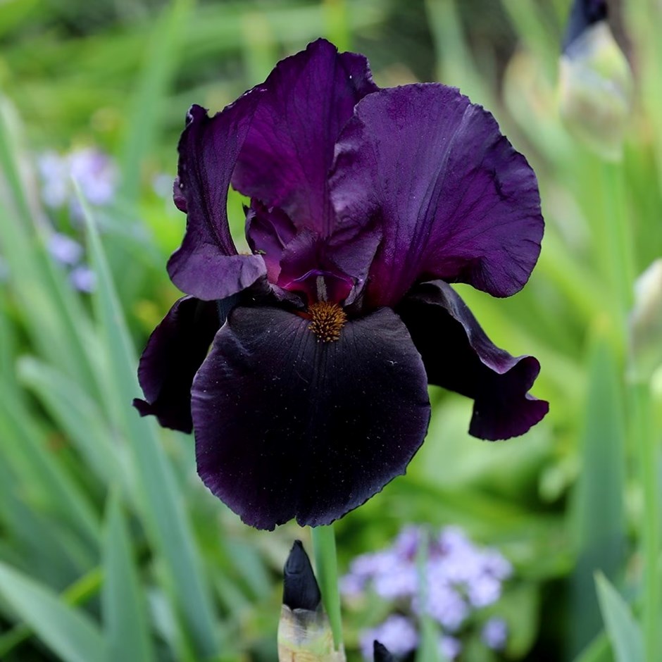 Iris Black Swan | Bearded Iris