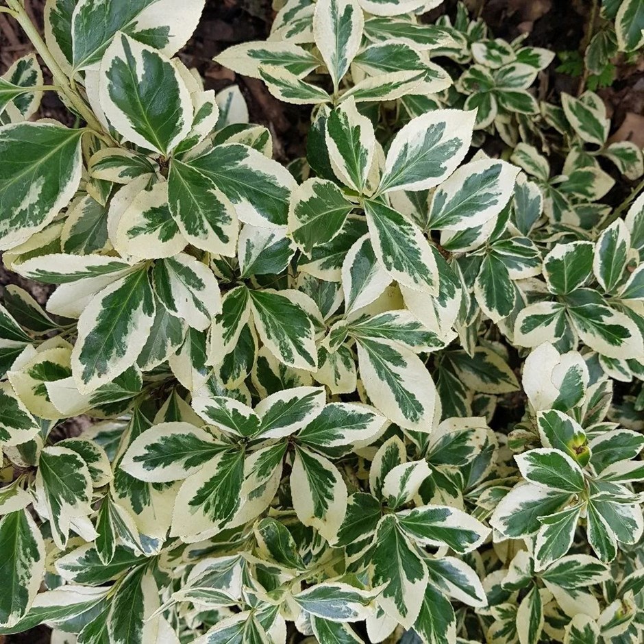 Euonymus Fortunei Silver Queen | Evergreen Bittersweet