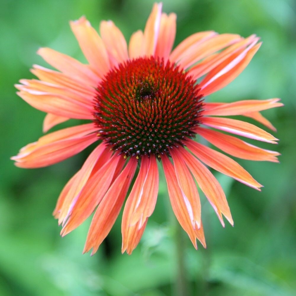 Echinacea Sundown | Coneflower
