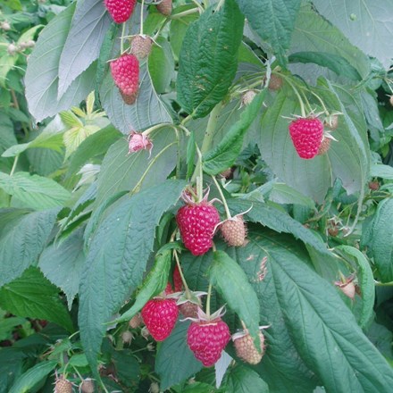 raspberry Polka (PBR)
