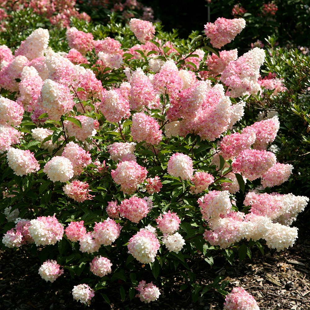 Instant Impact Plants